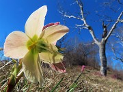 Alla Madonnina del Costone (1195 m) da Salmezza con tanti fiori-25mar24-FOTOGALLERY